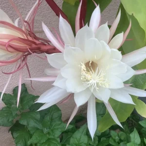 Queen of the Night Epiphyllum Oxypetalum Live Plant – 22-26 Inch Tall, 1 Gallon Pot - Image 1