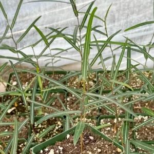 Queensland Bottle Tree Live Plant - Brachychiton Rupestris - 2-4 inch Pot - Image 2