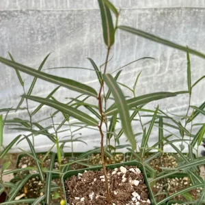 Queensland Bottle Tree Live Plant - Brachychiton Rupestris - 2-4 inch Pot - Image 3
