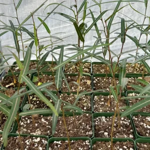 Queensland Bottle Tree Live Plant - Brachychiton Rupestris - 2-4 inch Pot - Image 4