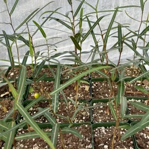 Queensland Bottle Tree Live Plant - Brachychiton Rupestris - 2-4 inch Pot - Image 5