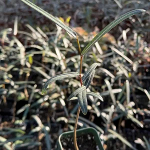 Queensland Bottle Tree Live Plant - Brachychiton Rupestris - 2-4 inch Pot - Image 1