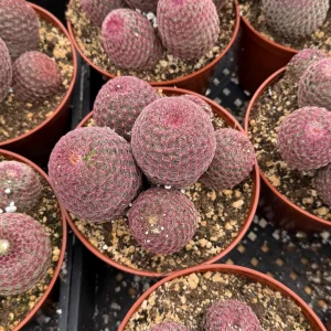 Rainbow Hedgehog Cactus Live Plant Cluster - 4" 6" Pot - Indoor/Outdoor Succulent - Image 2