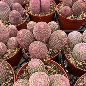 Rainbow Hedgehog Cactus Live Plant Cluster - 4