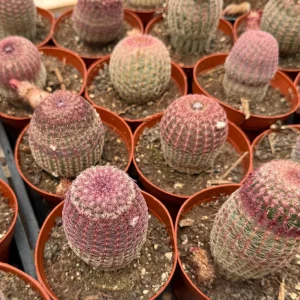 Rainbow Hedgehog Cactus Live Plant Cluster - 4