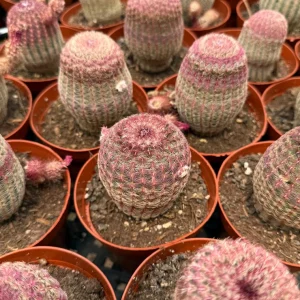 Rainbow Hedgehog Cactus Live Plant Cluster - 4
