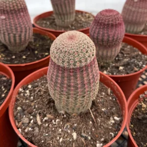 Rainbow Hedgehog Cactus Live Plant Cluster - 4