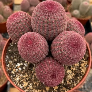 Rainbow Hedgehog Cactus Live Plant Cluster - 4" 6" Pot - Indoor/Outdoor Succulent - Image 1