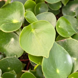 Raindrop Peperomia Live Plant - Peperomia Polybotrya Houseplant in 4 inch Pot - Image 2