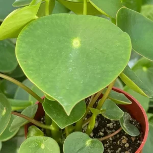 Raindrop Peperomia Live Plant - Peperomia Polybotrya Houseplant in 4 inch Pot - Image 3