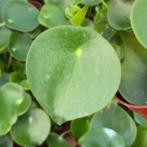 Raindrop Peperomia Live Plant - Peperomia Polybotrya Houseplant in 4 inch Pot - Image 1