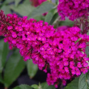 Raspberry Buddleia Live Plant 4in Pot - Butterfly Bush for Gardens - Image 2