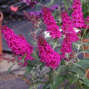 Raspberry Buddleia Live Plant 4in Pot - Butterfly Bush for Gardens - Image 1