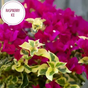 Raspberry Ice Bougainvillea Live Plant - Pack of 2 - 5-9 in Tall - Pink & Cream Variegated Blooms - Image 2