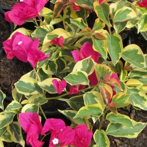 Raspberry Ice Bougainvillea Live Plant - Pack of 2 - 5-9 in Tall - Pink & Cream Variegated Blooms - Image 1