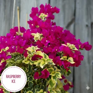 Raspberry Ice Bougainvillea Live Plant - Pack of 2 - 5-9 in Tall - Pink & Cream Variegated Blooms - Image 3