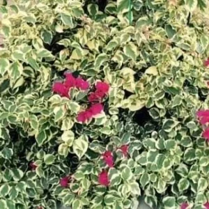 Raspberry Ice Bougainvillea Live Plant - Pack of 2 - 5-9 in Tall - Pink & Cream Variegated Blooms - Image 4