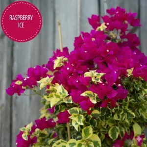 Raspberry Ice Bougainvillea Live Plant - Pack of 2 - 5-9 in Tall - Pink & Cream Variegated Blooms - Image 5