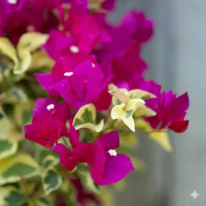 Raspberry Ice Bougainvillea Live Plant - Pack of 2 - 5-9 in Tall - Pink & Cream Variegated Blooms - Image 6