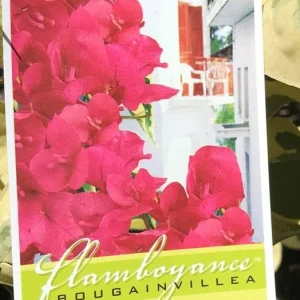 Raspberry Ice Bougainvillea Live Plant - Pack of 2 - 5-9 in Tall - Pink & Cream Variegated Blooms - Image 7