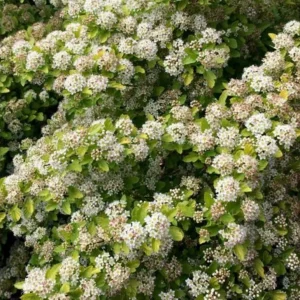 Raspberry Lemonade Ninebark Live Plant - Dwarf Shrub 5-6 Inch - Outdoor, Full Sun - Image 1