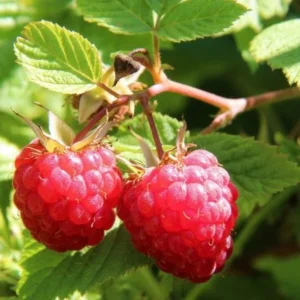 Raspberry Live Plant - 2-5" Tall - Rubus idaeus - Hardy Berry Bush for Garden & Containers - Image 1