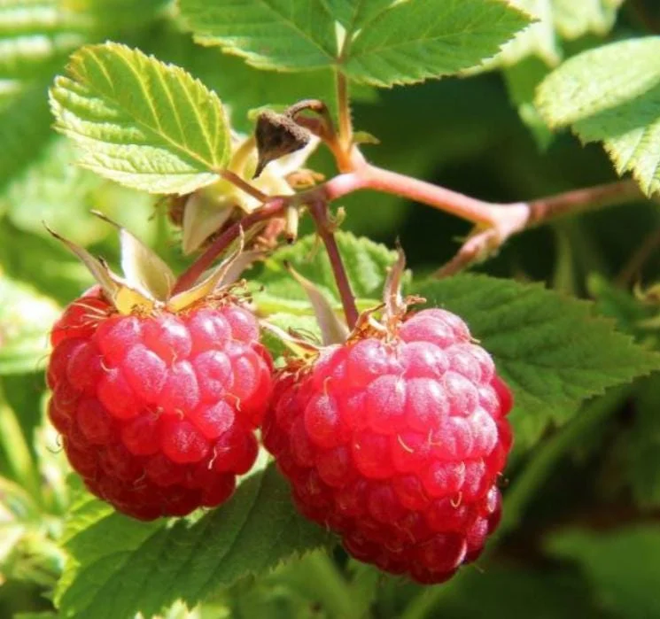Raspberry Live Plant - 2-5" Tall - Rubus idaeus - Hardy Berry Bush for Garden & Containers - Image 1