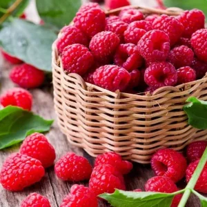 Raspberry Live Plant - 2-5" Tall - Rubus idaeus - Hardy Berry Bush for Garden & Containers - Image 2