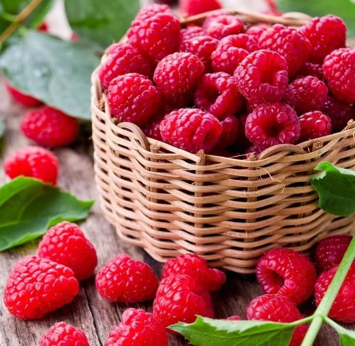 Raspberry Live Plant - 2-5" Tall - Rubus idaeus - Hardy Berry Bush for Garden & Containers - Image 2
