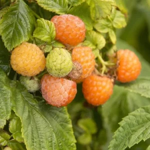 Raspberry Live Plant - 2-5