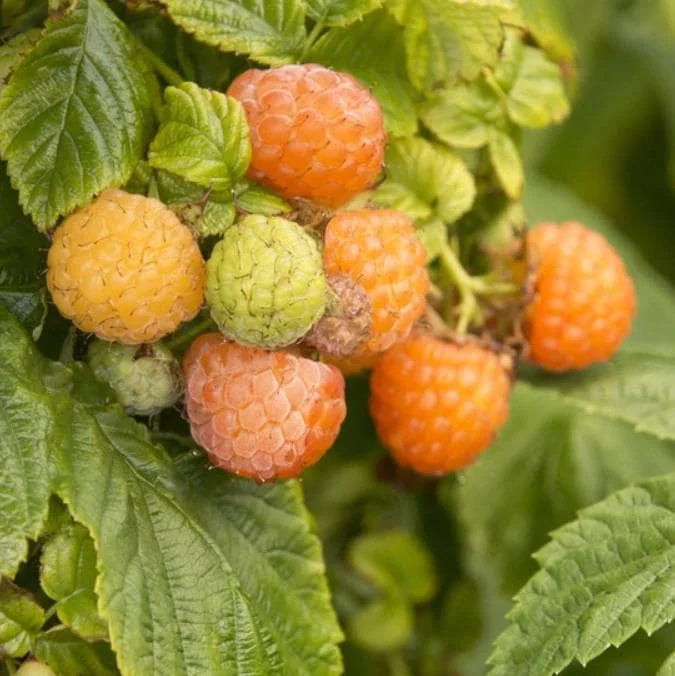 Raspberry Live Plant - 2-5" Tall - Rubus idaeus - Hardy Berry Bush for Garden & Containers - Image 3