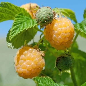Raspberry Live Plant - 2-5