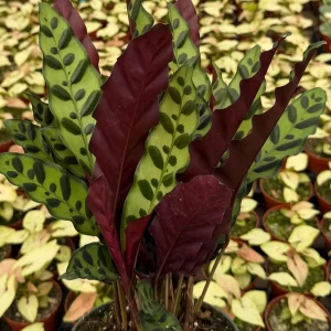 Rattlesnake Plant - Goeppertia Insignis Live Houseplant in 4-6 inch Pot - Image 2