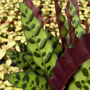 Rattlesnake Plant - Goeppertia Insignis Live Houseplant in 4-6 inch Pot - Image 3