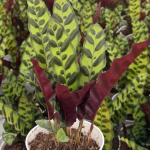 Rattlesnake Plant - Goeppertia Insignis Live Houseplant in 4-6 inch Pot - Image 1