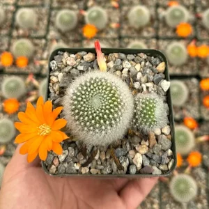 Rebutia Fiebrigii Live Plant - Blooming Cactus, Ornamental, 3 Inch Pot - Image 2