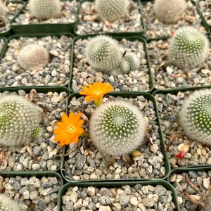 Rebutia Fiebrigii Live Plant - Blooming Cactus, Ornamental, 3 Inch Pot - Image 3