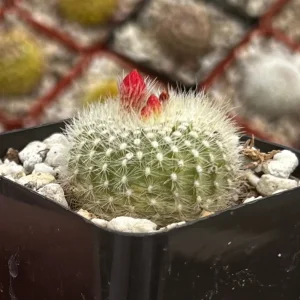 Rebutia Minuscula Live Plant - Red Crown Cactus in 4-inch Pot - Blooming Cactus - Image 10