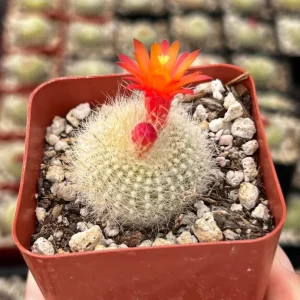 Rebutia Minuscula Live Plant - Red Crown Cactus in 4-inch Pot - Blooming Cactus - Image 2
