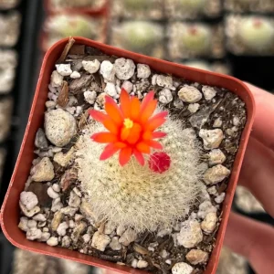 Rebutia Minuscula Live Plant - Red Crown Cactus in 4-inch Pot - Blooming Cactus - Image 3