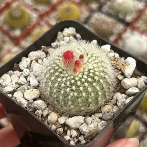 Rebutia Minuscula Live Plant - Red Crown Cactus in 4-inch Pot - Blooming Cactus - Image 4