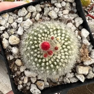 Rebutia Minuscula Live Plant - Red Crown Cactus in 4-inch Pot - Blooming Cactus - Image 5