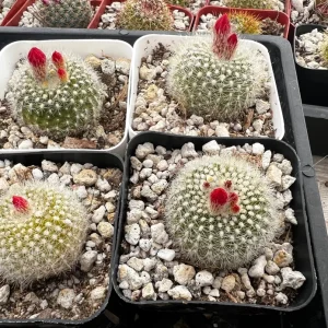Rebutia Minuscula Live Plant - Red Crown Cactus in 4-inch Pot - Blooming Cactus - Image 6