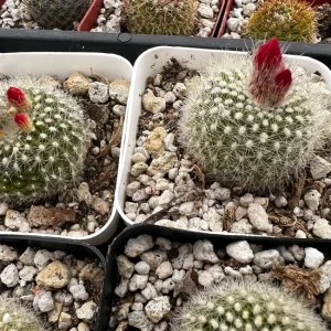 Rebutia Minuscula Live Plant - Red Crown Cactus in 4-inch Pot - Blooming Cactus - Image 7