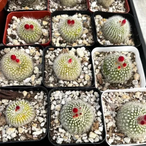 Rebutia Minuscula Live Plant - Red Crown Cactus in 4-inch Pot - Blooming Cactus - Image 8