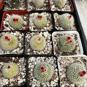 Rebutia Minuscula Live Plant - Red Crown Cactus in 4-inch Pot - Blooming Cactus - Image 9