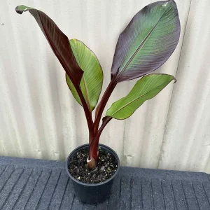 Red Abyssinian Banana (Ensete Maurelii) Live Plant 5-9" Tall - Giant Red Leaf, Fast Growing Tropical Tree for Indoor/Outdoor - Image 2