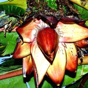 Red Abyssinian Banana (Ensete Maurelii) Live Plant 5-9