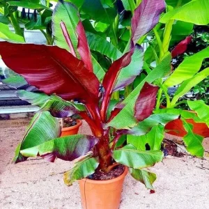 Red Abyssinian Banana (Ensete Maurelii) Live Plant 5-9