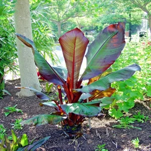 Red Abyssinian Banana (Ensete Maurelii) Live Plant 5-9